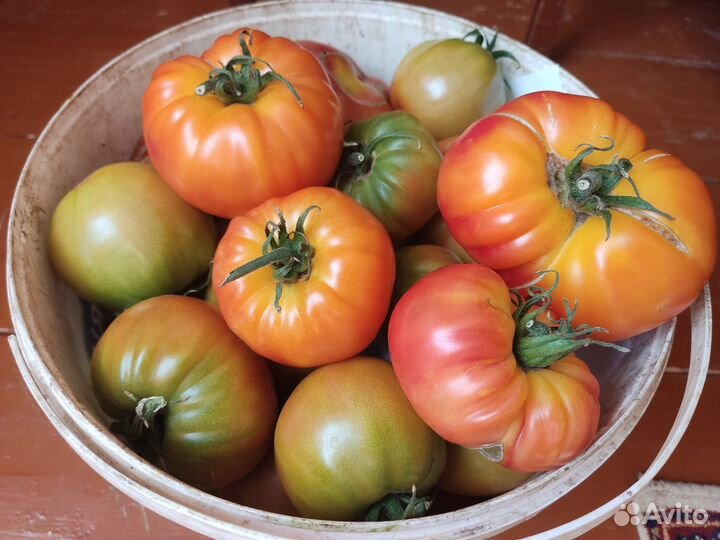 Семена коллекционных и редких томатов