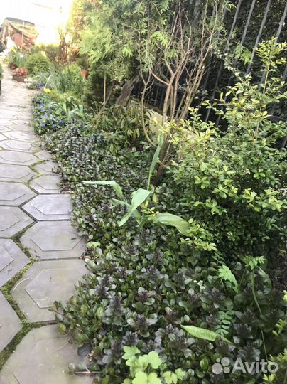 Живучка артропурпуреа вечнозеленая