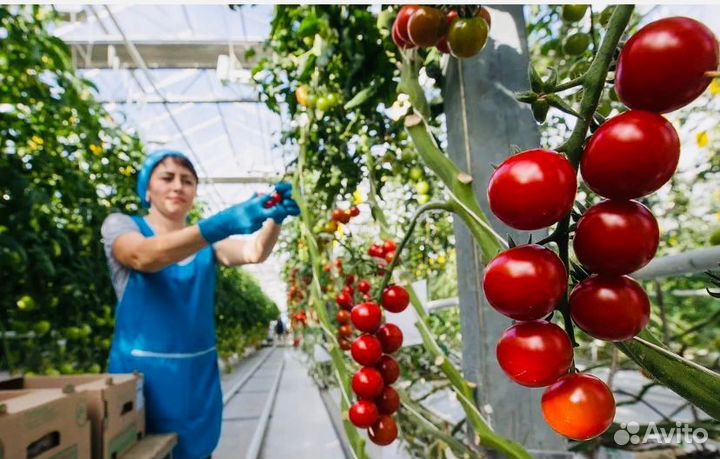 Вахта Тула с жильем от 25 смен Фасовщики в теплицу