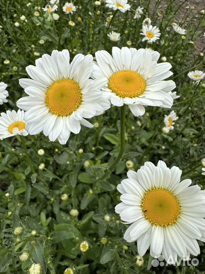 Букеты из василька и ромашки