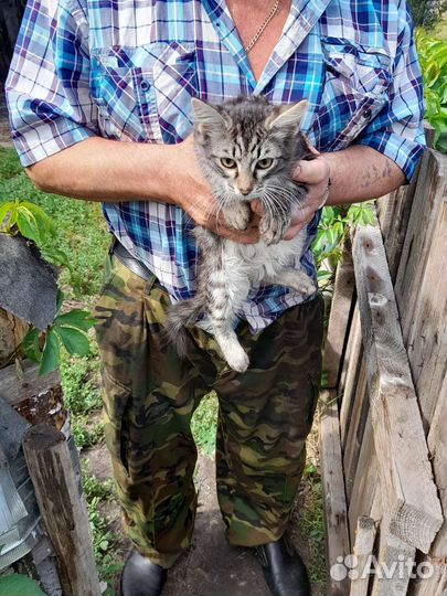 Котята в добрые руки