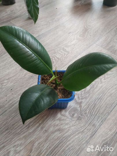 Цветы разные