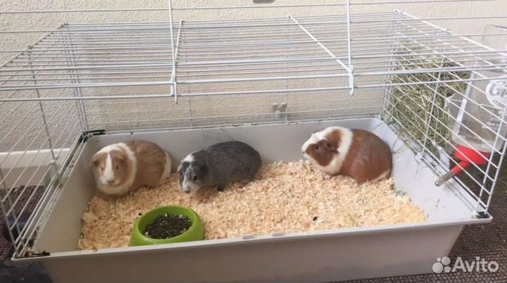 Передержка грызунов, рептилий