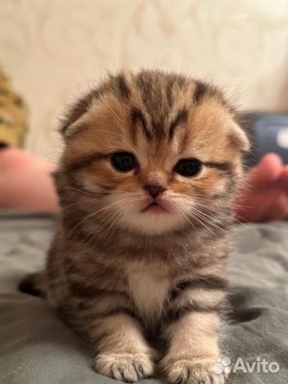 Котятки Британцы n25