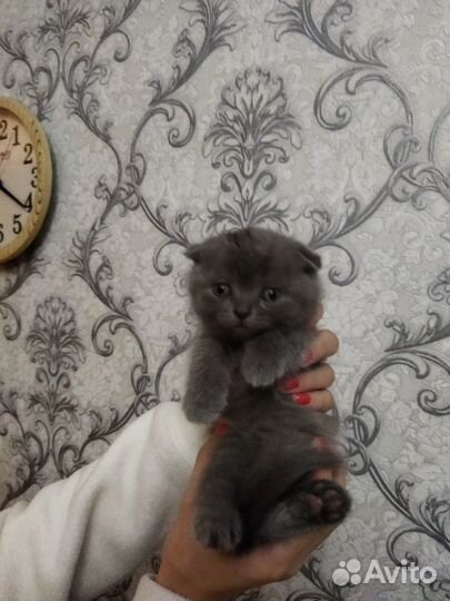 Шотландский кот вязка