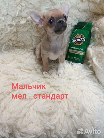 Щенки чихуахуа