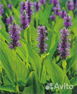 Растения для водоема и прибрежная зона