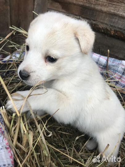 Щенки, 1,5 месяца