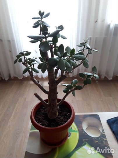 Алоэ Каланхоэ Толстянка