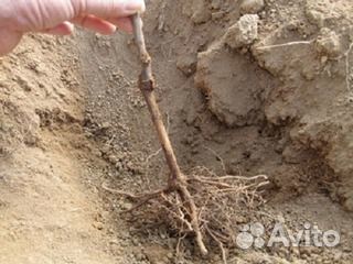 Посадка винограда