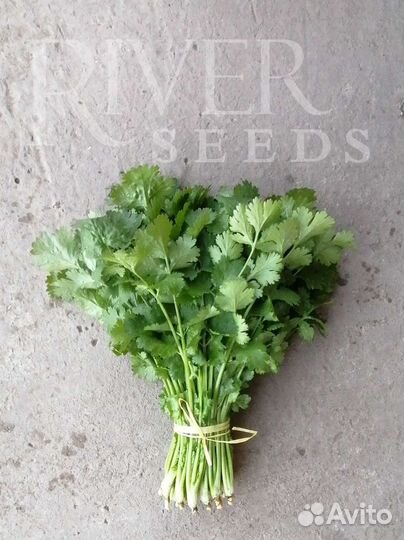 Кориандр Бергамо