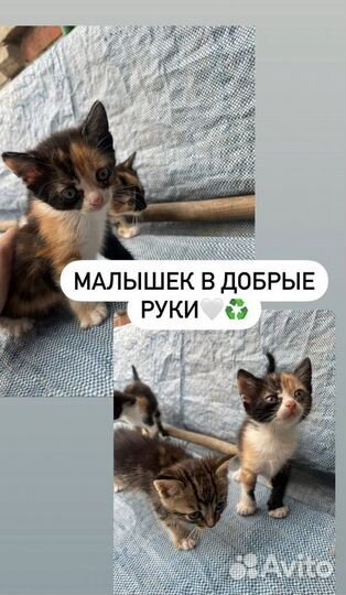 Котята