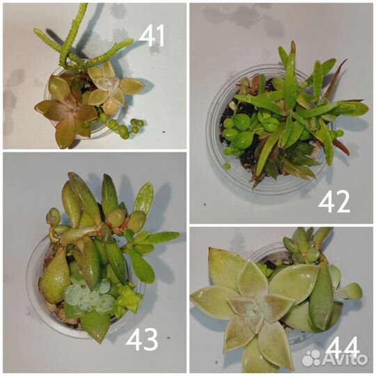 Комнатные растения и суккуленты