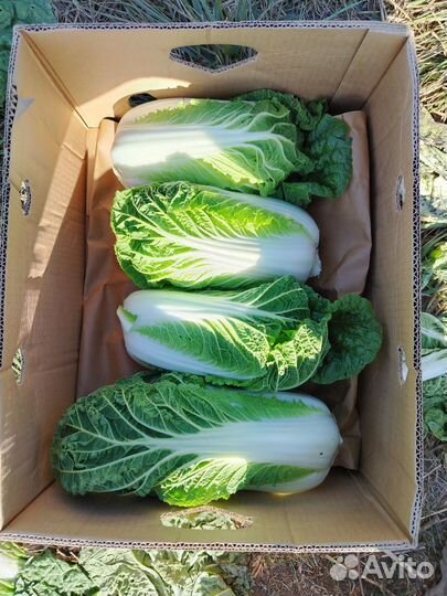 Пекинская капуста