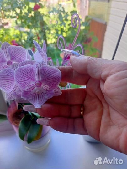 Орхидея фаленопсис Биг лип