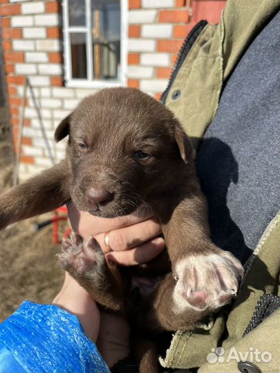 Щенки немецкой овчарки