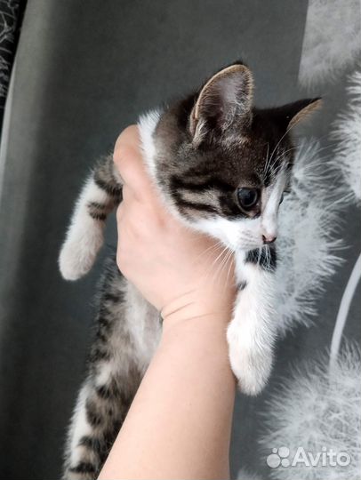 Отдам котенка в добрые руки