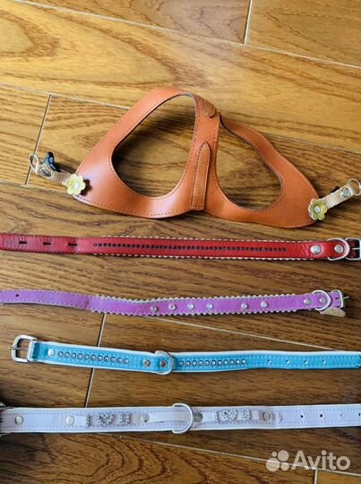 Фирменные ошейники для маленькой собачки