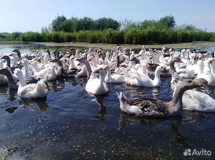 Гуси на племя 3 породы