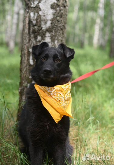 Собака в добрые руки отдам бесплатно