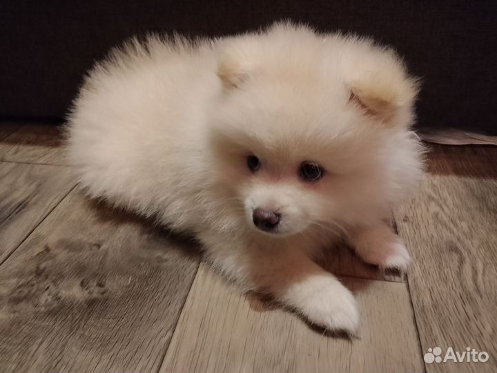 Щенок щпица