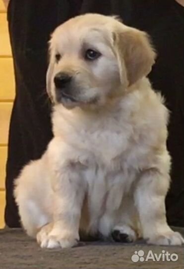 Щенки Золотистого ретривера от Чемпионов