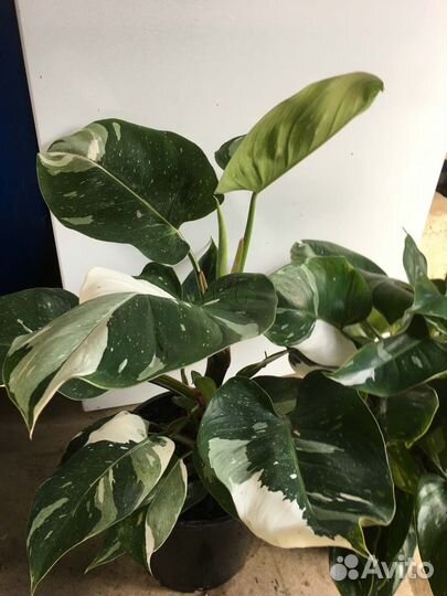 Филодендрон Вайт Принцесс (White Princess)
