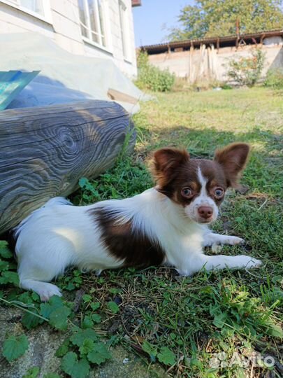 Чихуа хуа мальчик