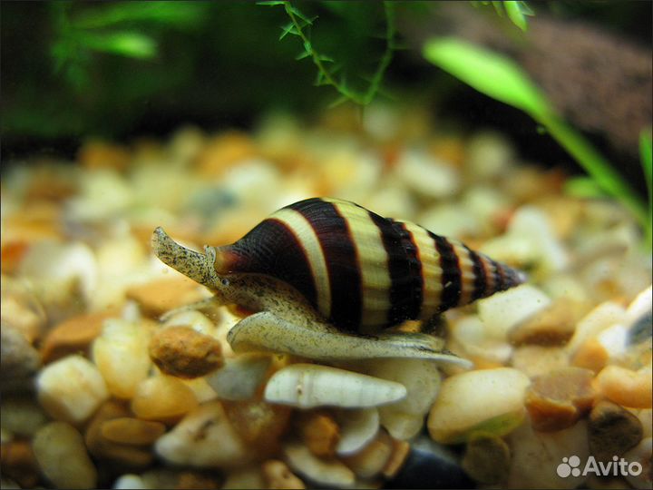 Хелена. Хищная аквариумная улитка