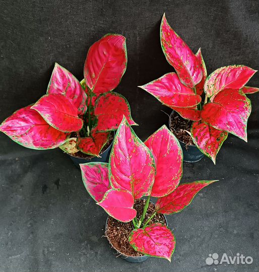 Аглаонема Супер ред