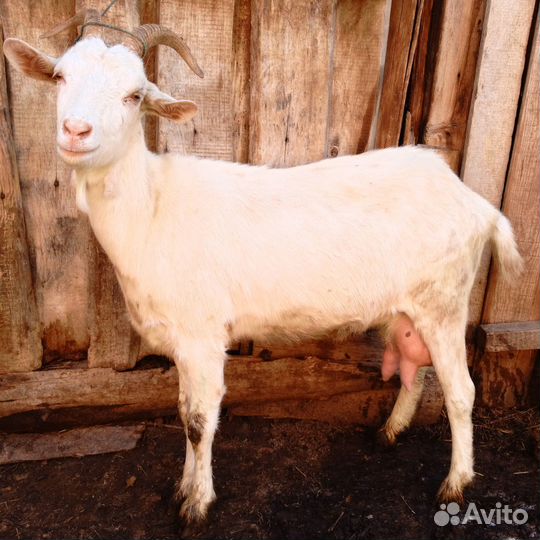 Козы дойные