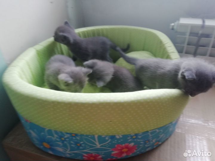 Британские котята