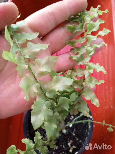 Папоротник 1