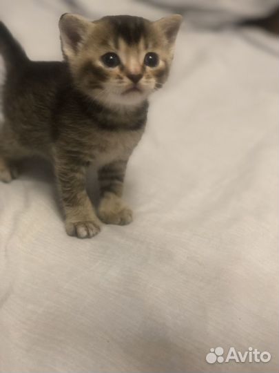 Котята