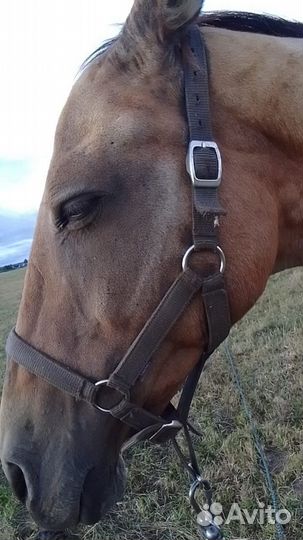 Постой для лошадей