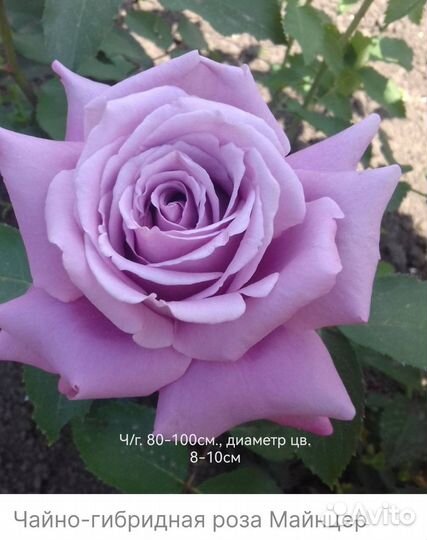 Саженцы роз