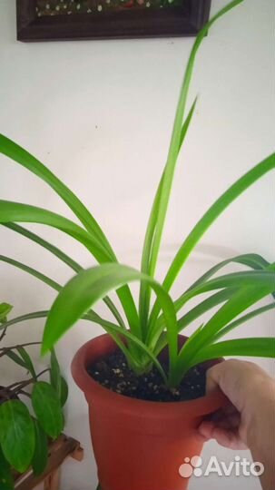 Комнатные цветы