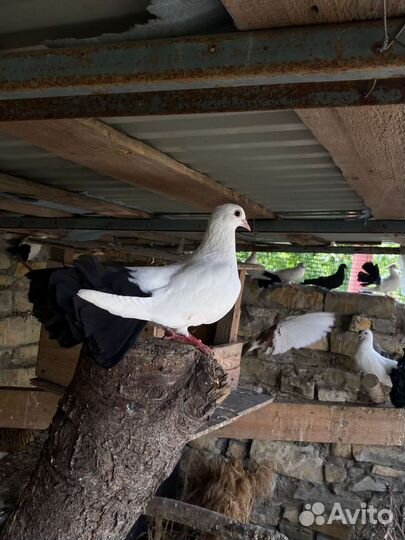 Голуби для свадьб