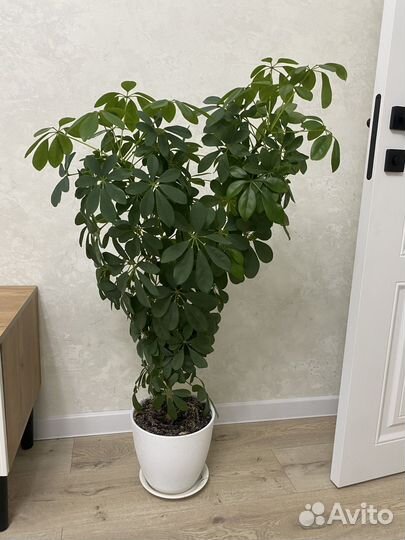 Комнатные цветы шефлера