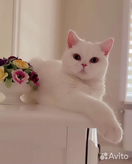 Кошка в дар бесплатно