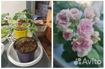 Пеларгония герань