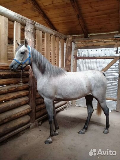 Арабская кобыла египетской линии