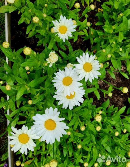 Семена, рассада, удобрения