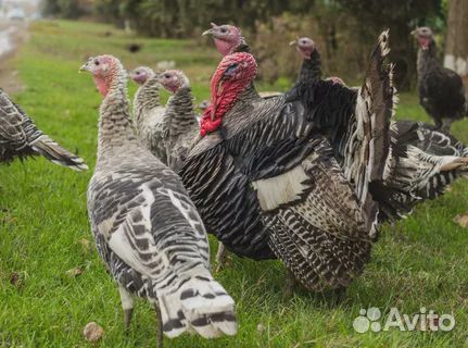 Индюки и куры