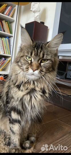 Котенок мейн-кун девочка