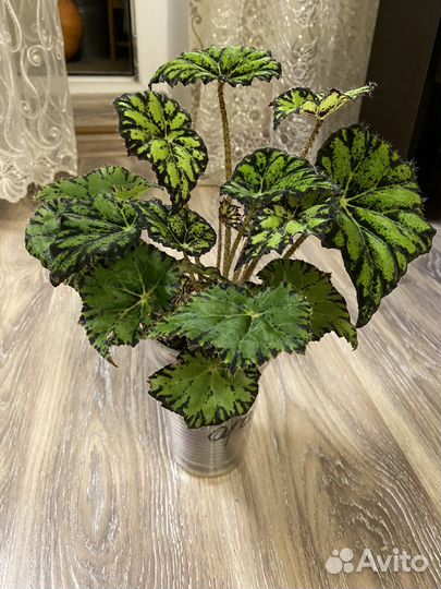 Комнатные цветы.бегония,пальма