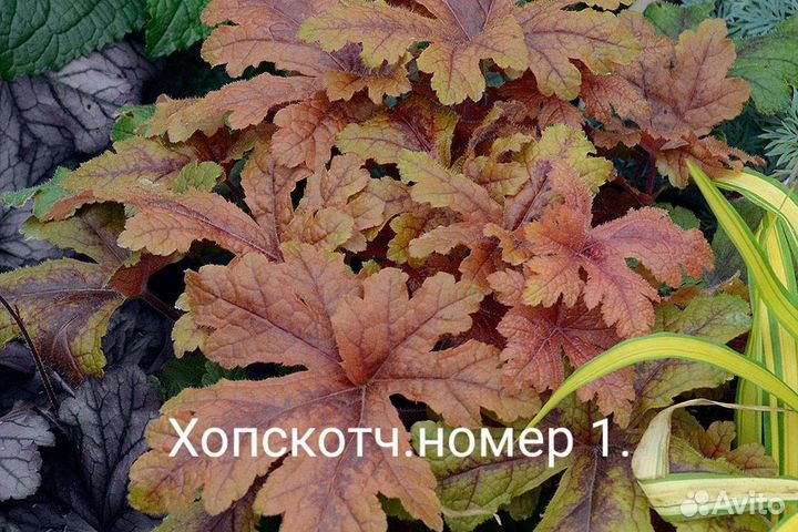 Гейхеры