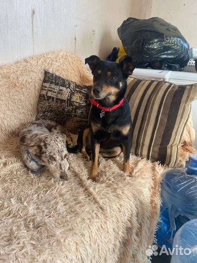 Собака в добрые руки