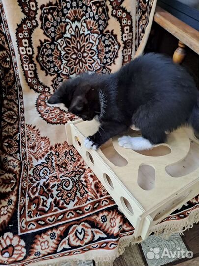 3х месячная кошечка