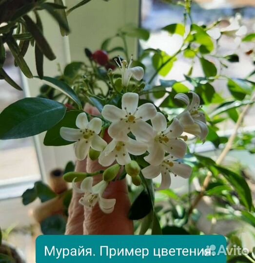 Мурайя метельчатая